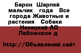 Барон (Шарпей), мальчик 3 года - Все города Животные и растения » Собаки   . Ненецкий АО,Лабожское д.